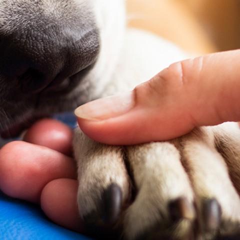 A close-up photo of a person holding a dog's paw